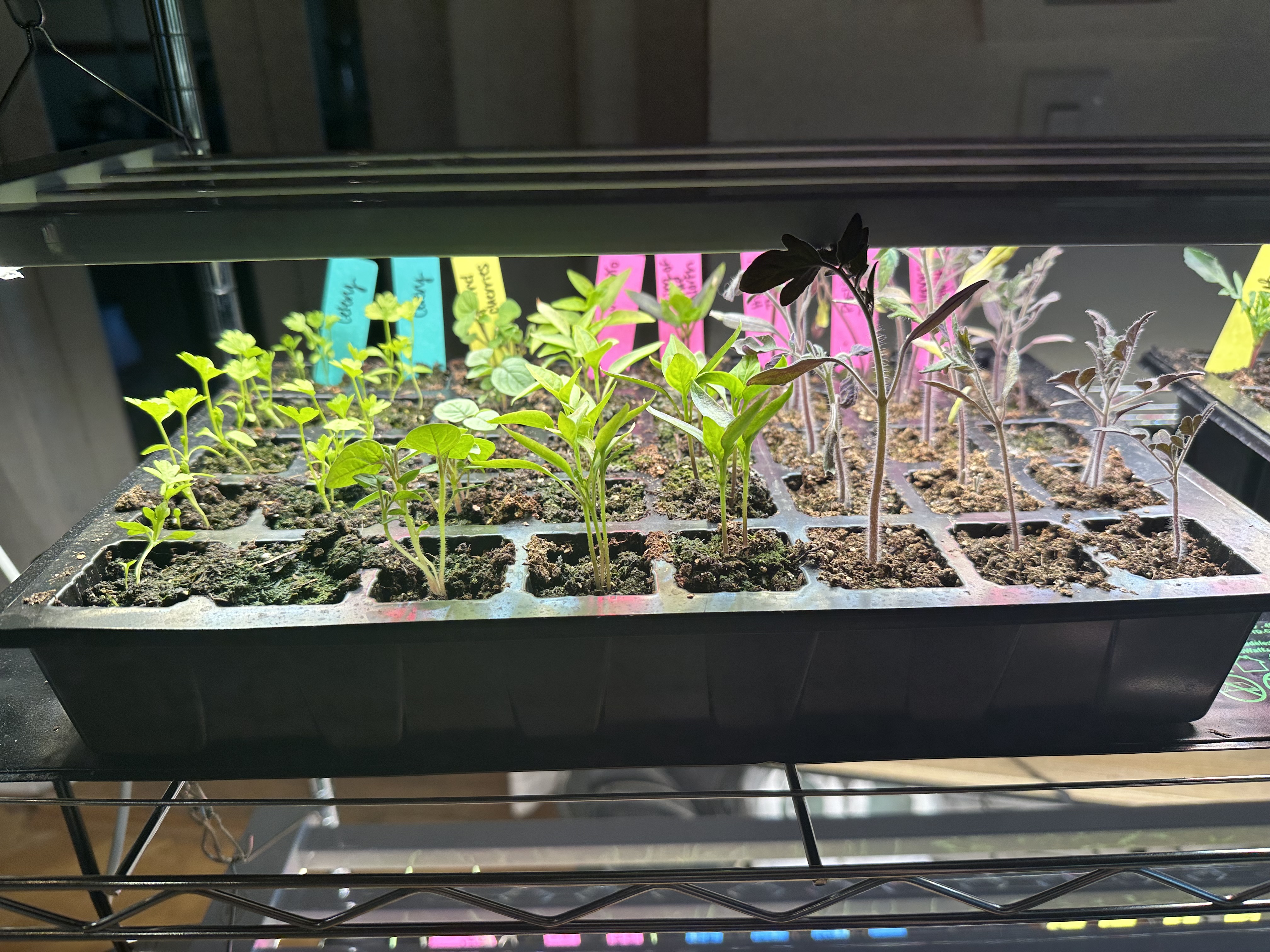 Seed Starting Mistakes I Made (So You Don’t Have To)