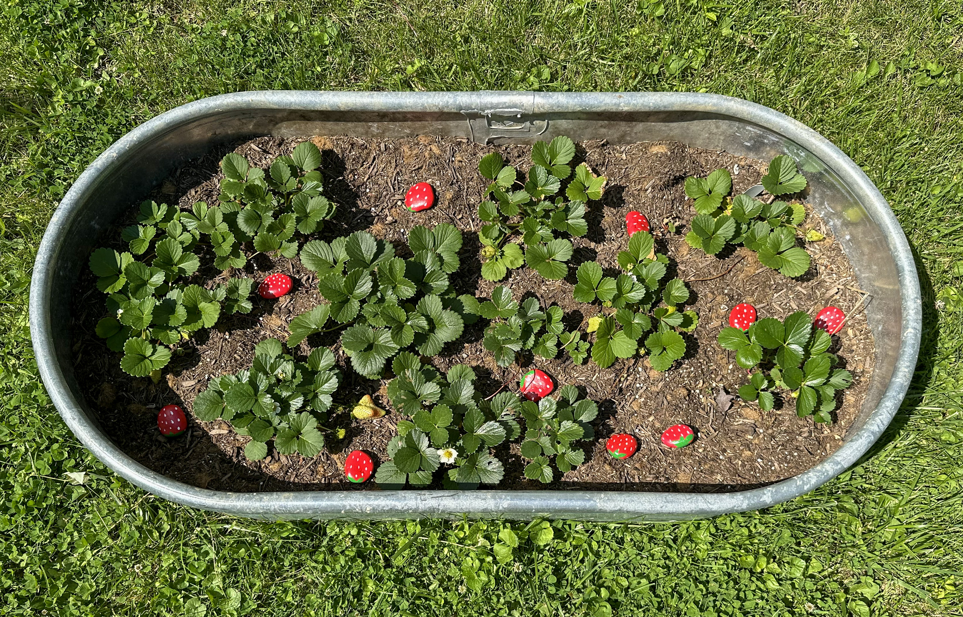 The Decoy Strawberry Trick I’m Using to Outsmart Garden Pests