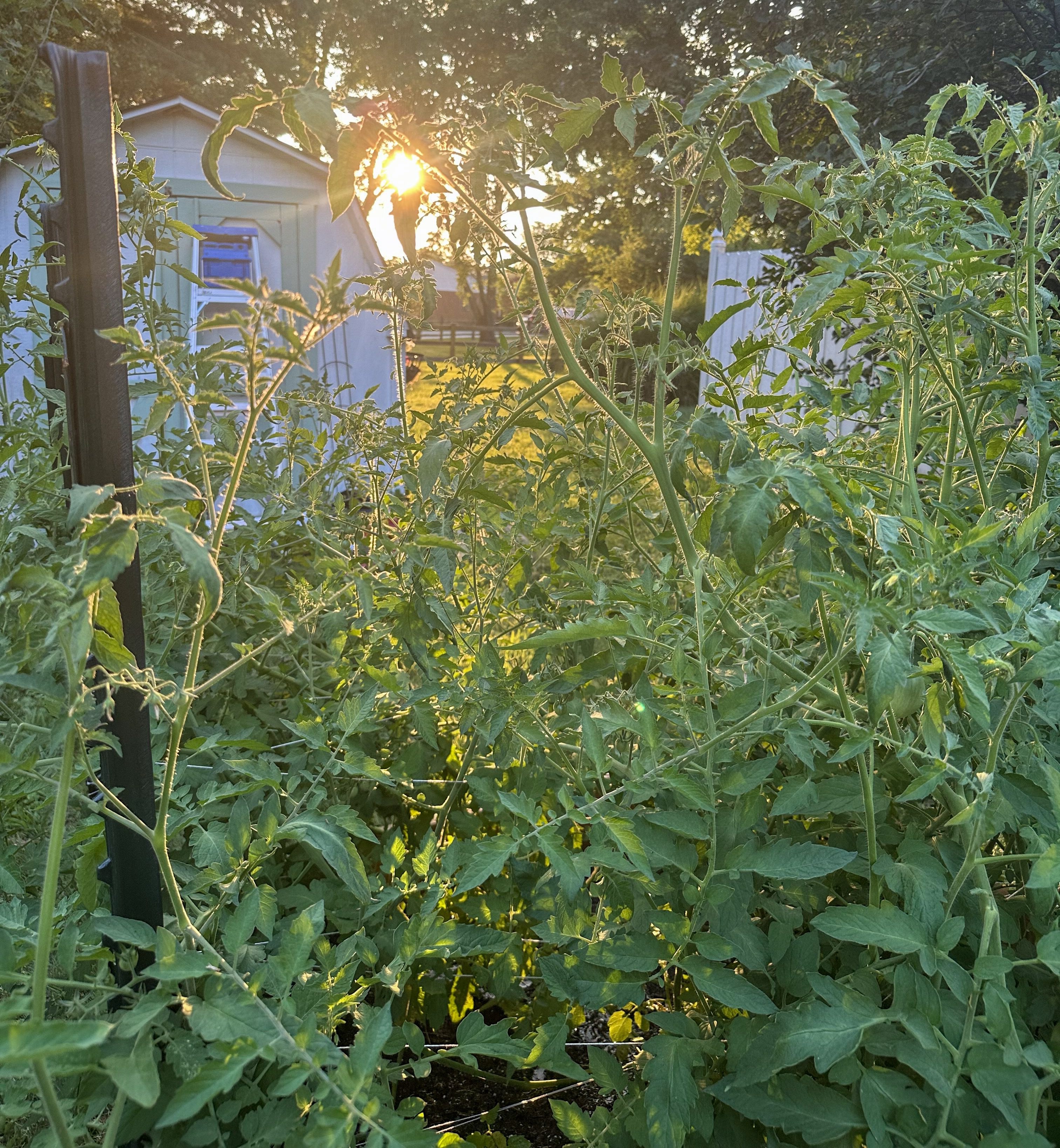 I Tried the Florida Weave for Tomatoes: My Biggest Takeaways