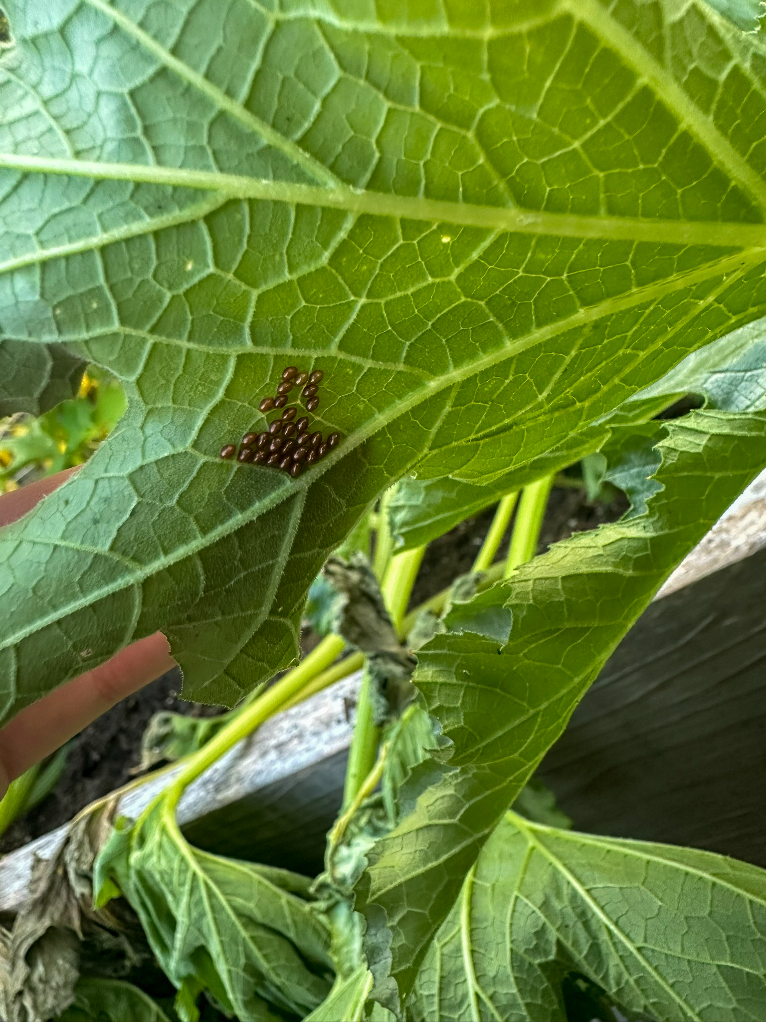 Yellow Squash, Squash Bugs & Vine Borers